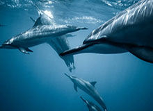 数据分析-胡金秋、赵继伟走进校园 CBA全明星场外也温暖